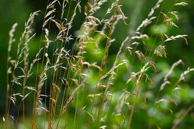 Summer Weed Control Tips