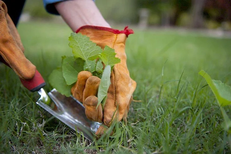 Getting Rid of Weeds in Your Arizona Lawn