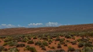 Common Type of Weeds in Arizona