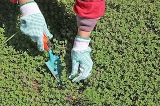 3 Organic Methods to Get Rid of Weeds