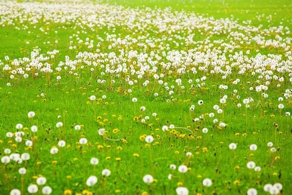 Organic Weed Killer Options