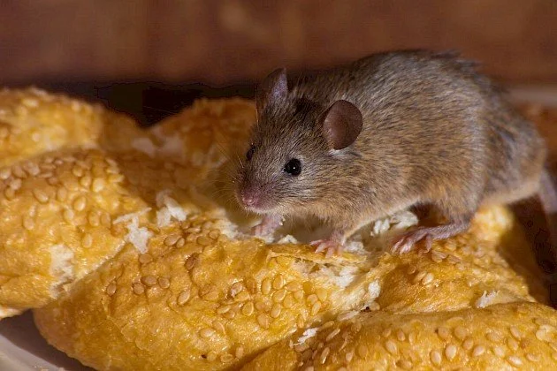 What Diseases Do Mice Carry?