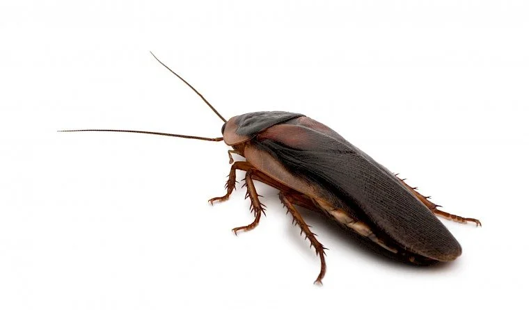 Why are Cockroaches Difficult to Exterminate?