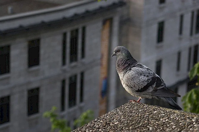 Why Feeding Pigeons Encourages a Pest Problem