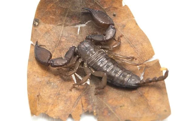 How to Get Rid of and Keep Scorpions Away