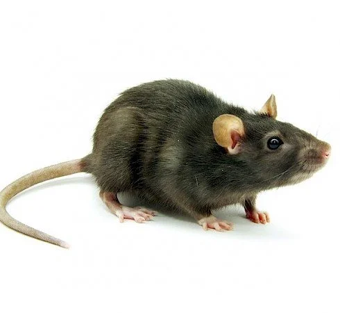 Best Tips to Keep Mice and Rats Away