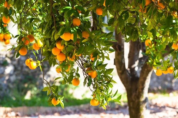 Pests That Can Harm Citrus Trees