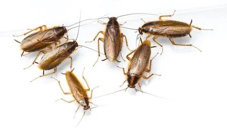 Arizona Winter Pests to Eliminate