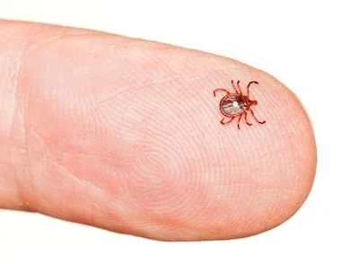 Keeping Ticks Away During the Summer Months