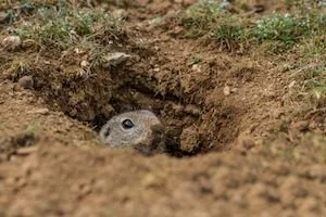 Gopher Removal - Is Your Yard Full of Gopher Holes?