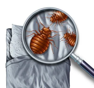 The Best and Fastest Way to Exterminate Bed Bugs