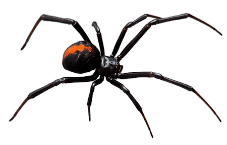 Spiders - How Dangerous Are They?