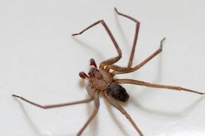 Brown Recluse Spiders - Protect Yourself When Spring Cleaning