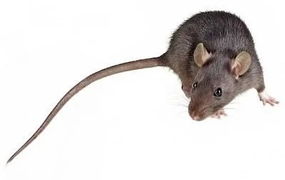 How to Eliminate Roof Rats