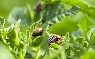 Organic and Natural Pest Control Alternatives