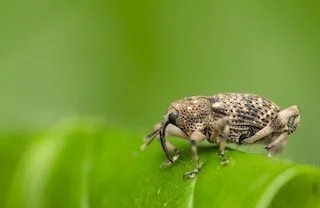Insects That Destroy Grass Lawns