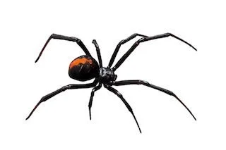 The 4 Best Ways to Keep Spiders Out of Your Home