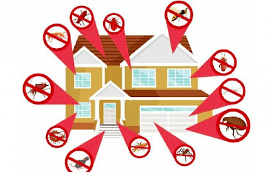 6 Reasons to Have Monthly Pest Control Service