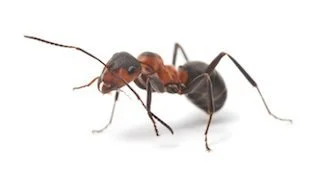 Ant control tips