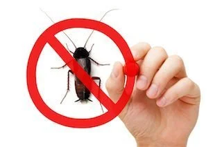 The Do's and Don'ts of Pest Control