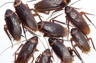 Cockroach Infestations - Why They Are Dangerous!