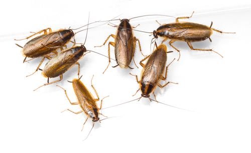Are German Cockroaches Taking Over Your Life?