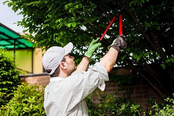 Types of Tree Pruning