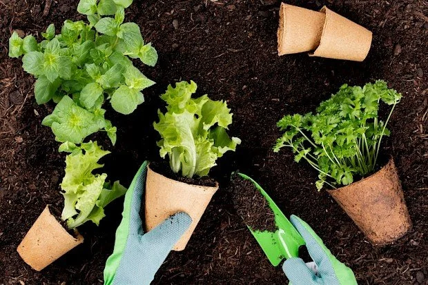 Tips to Growing Healthy Plants Despite Weather Changes