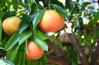 Growing &amp; Caring for Citrus Trees in Arizona