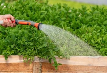 Signs You are Overwatering Your Plants