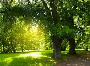 Keeping Trees in Tip Top Condition in the Summer