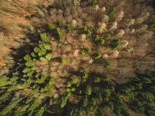 Can Pine Tree Flagging be Reversed?