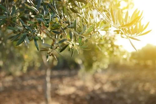 Olive Tree Fruit Suppression - Why It's Necessary