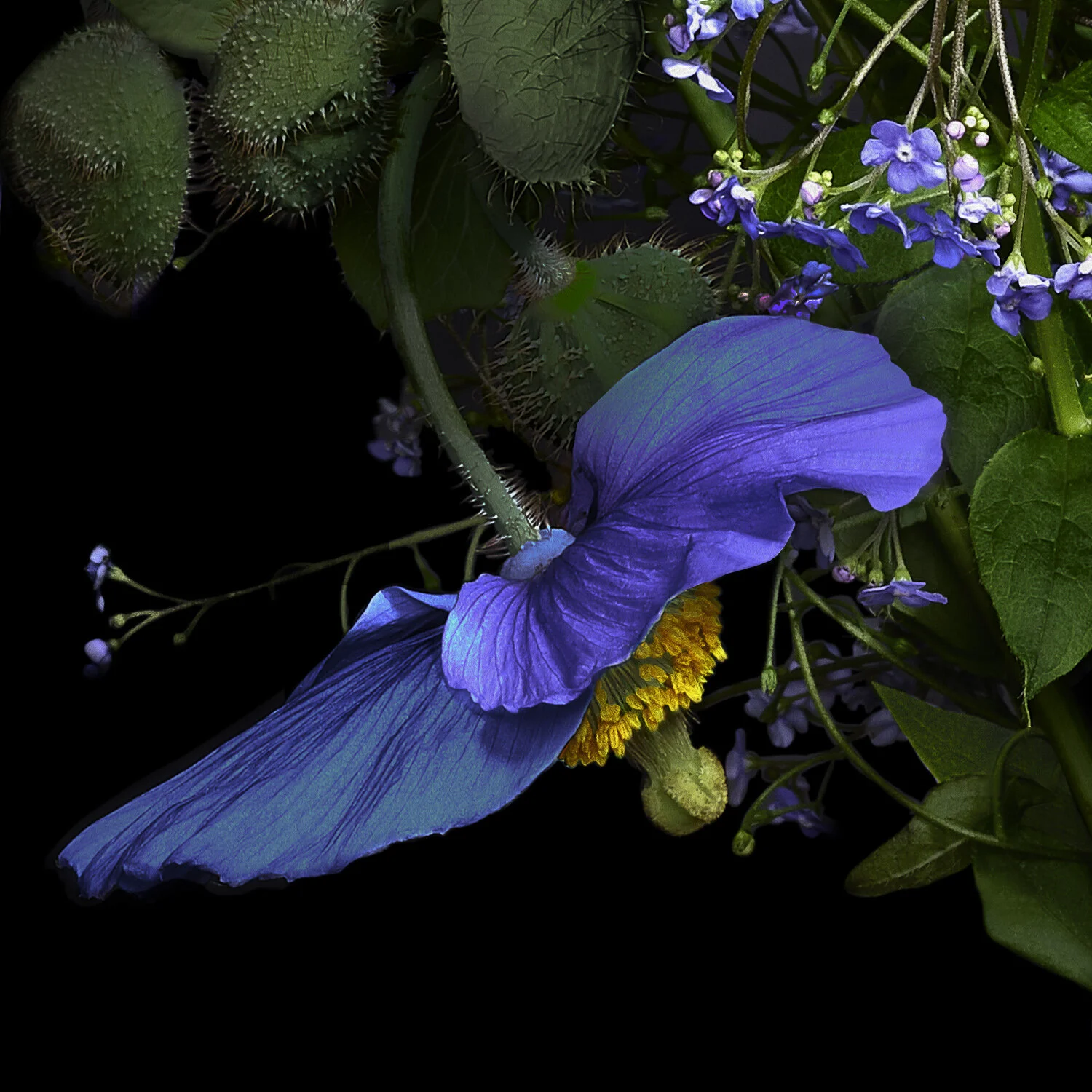 Blue Poppy & Forget-me-nots, 2018, Archival Pigment Print, Limited Editon (Details Series) 