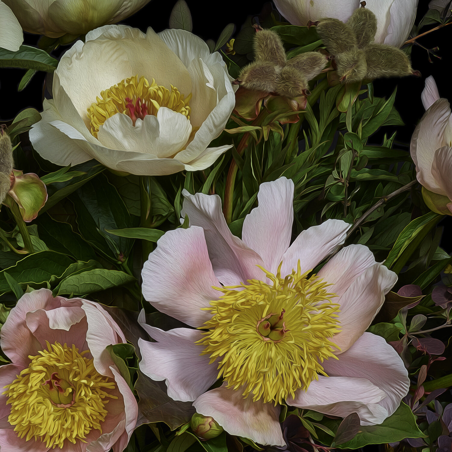 Hybrid Peonies & Barberry, 2018, Archival Pigment Print, Limited Editon (Details Series) 