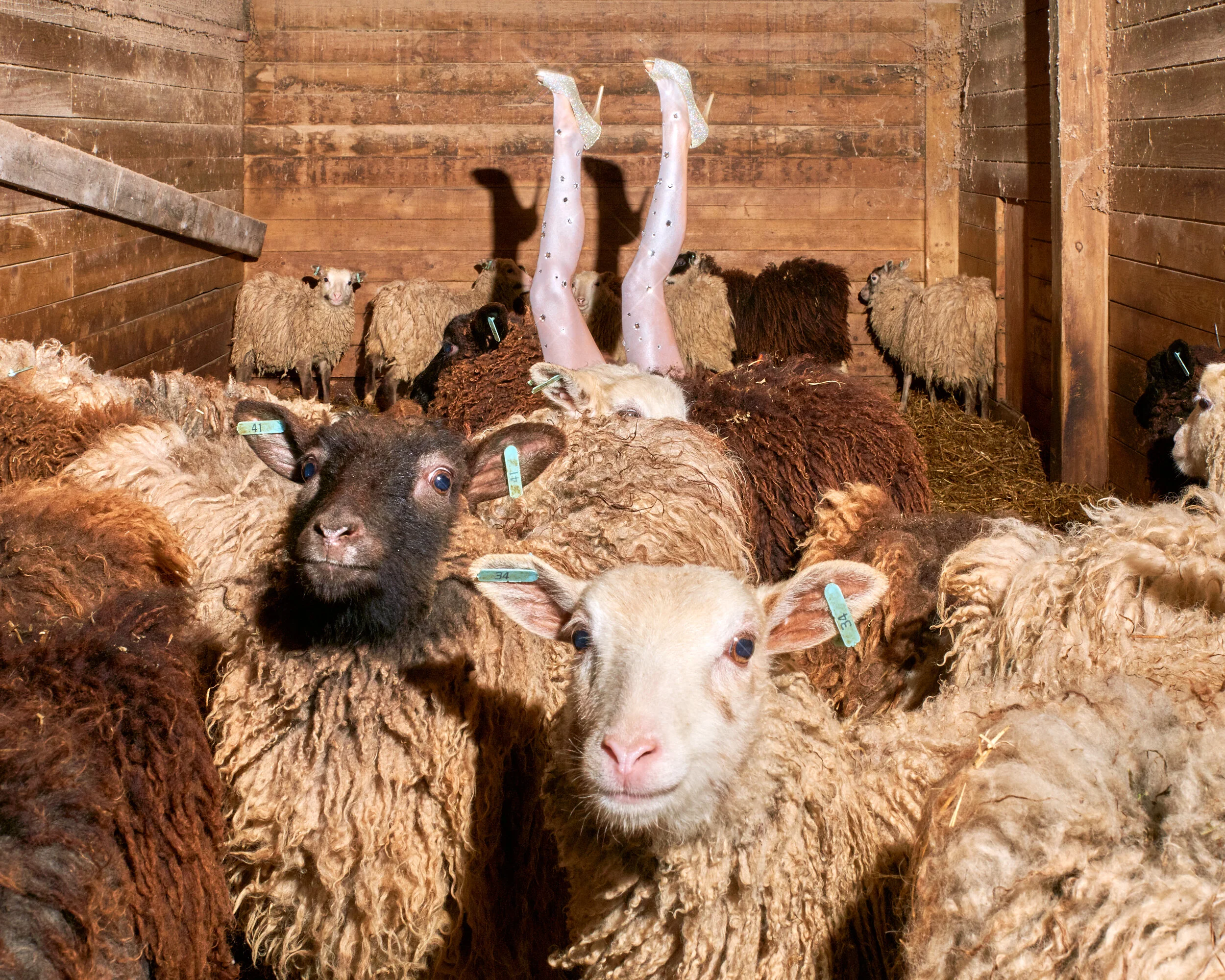 Sage Szkabarnicki-Stuart, Ovis aries, 2020Wearing clothes is a uniquely human behavior. Scientists believe that we started wearing clothes somewhere between 100,000 and 500,000 years ago. Even before humans learned to spin and weave fibers into clot…