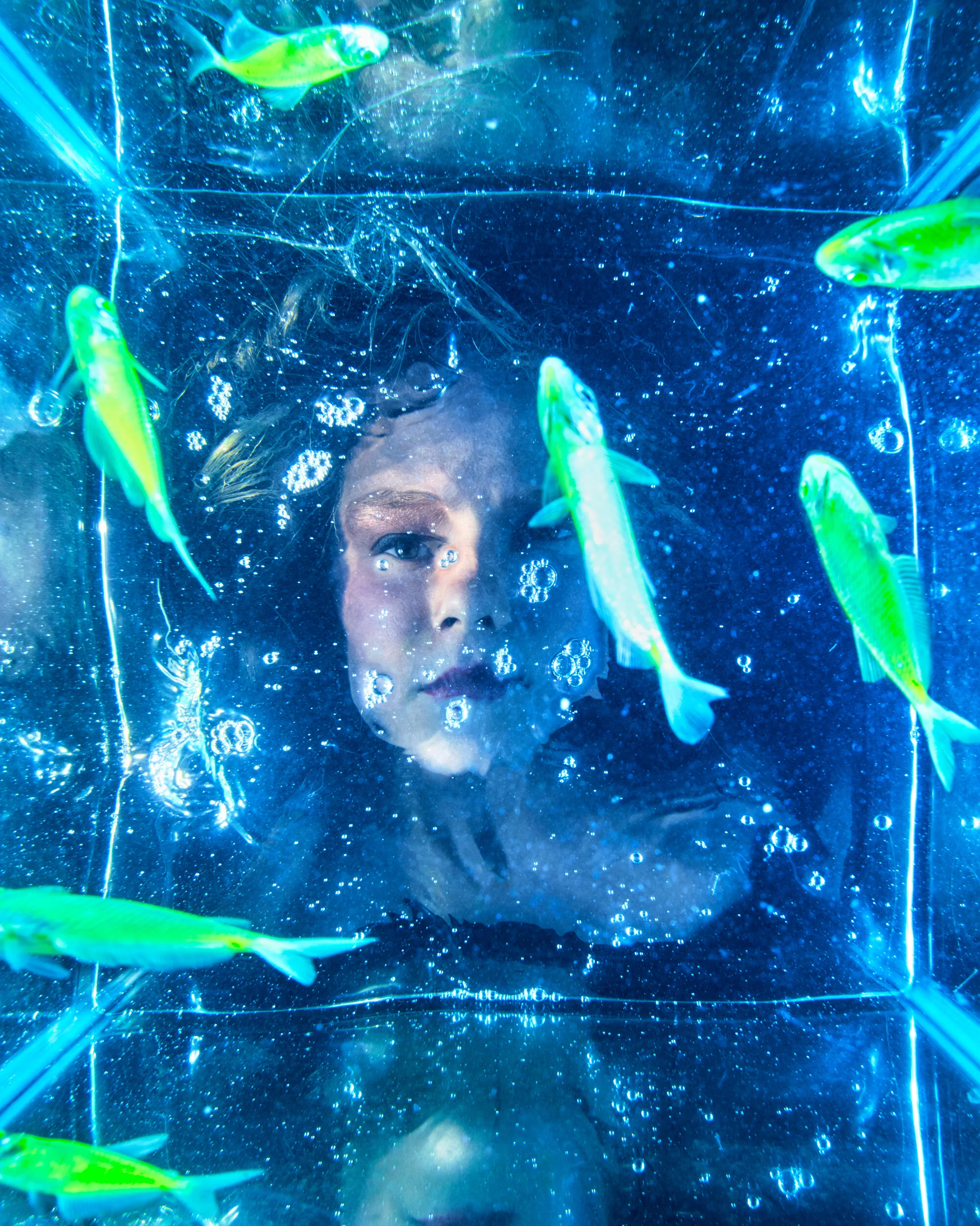 Sage Szkabarnicki-Stuart, GloFish®️ Gymnocorymbus ternetzi, 2020GloFish®️ are aquarium fish that have been genetically modified to fluoresce (glow). A gene extracted from jellyfish is used to make the fish glow bright green. GloFish®️ also come in o…