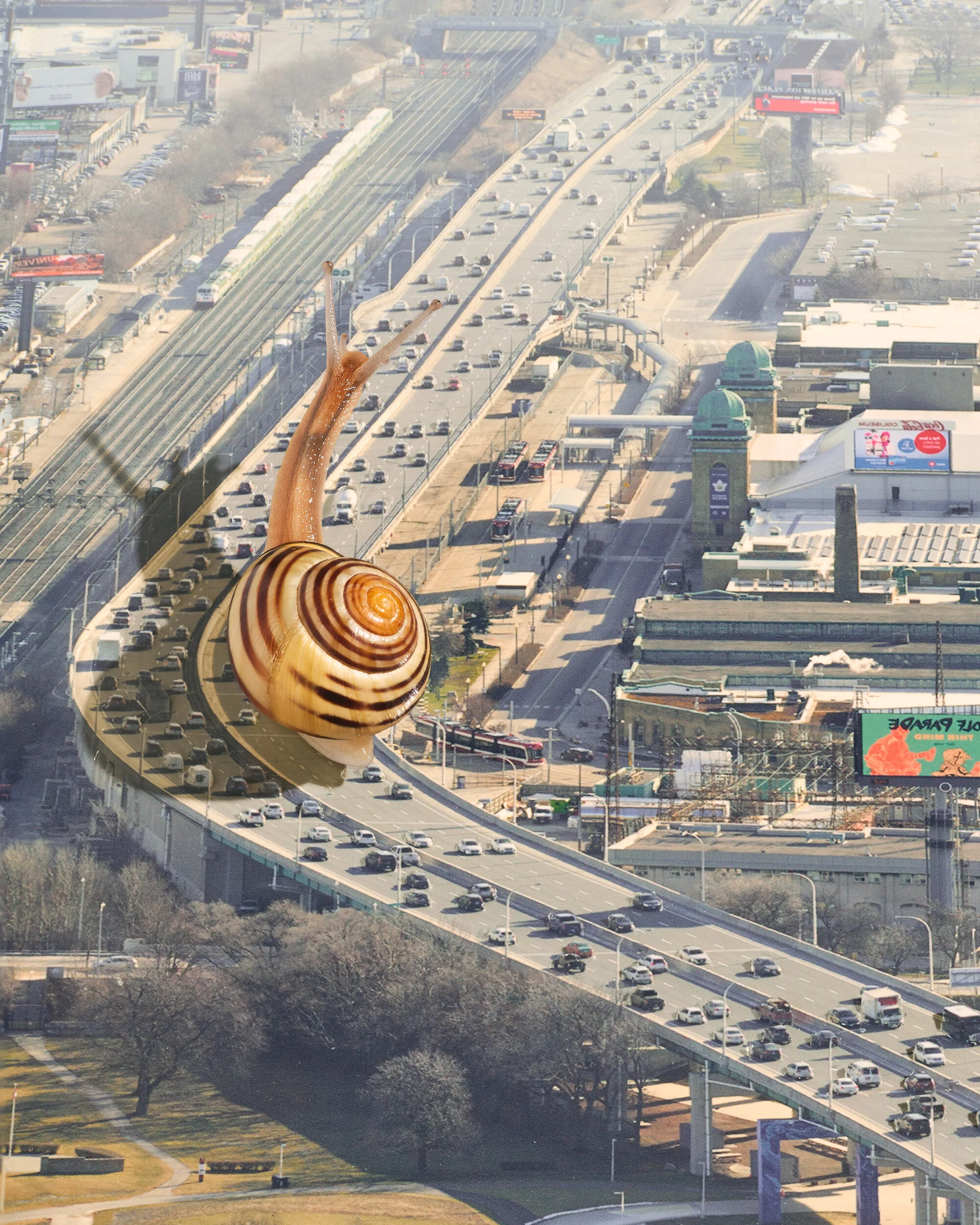 Sage Szkabarnicki-Stuart, Cepaea nemoralis, 2020A Grove Snail (Cepaea nemoralis) makes its way along Toronto’s Gardiner Expressway at rush hour. No one knows exactly when Grove Snails were first introduced to North America from Europe. All but one s…