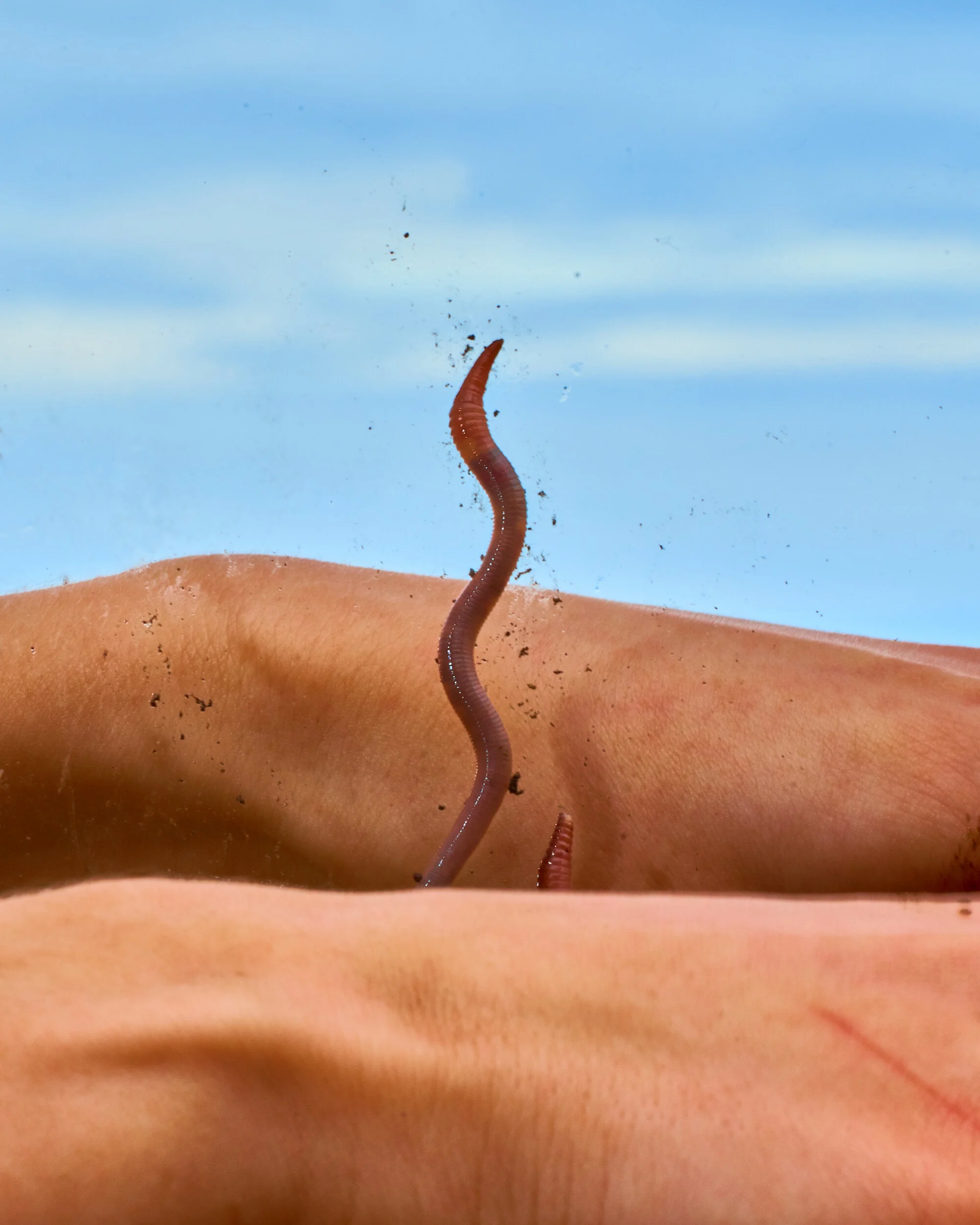 Sage Szkabarnicki-Stuart, Immature Earthworm (unidentified), 2020An earthworm emerges from between two hands. Chances are, if you come across an earthworm in Canada or the US, it is an imported species from Europe or Asia: before the arrival of Euro…