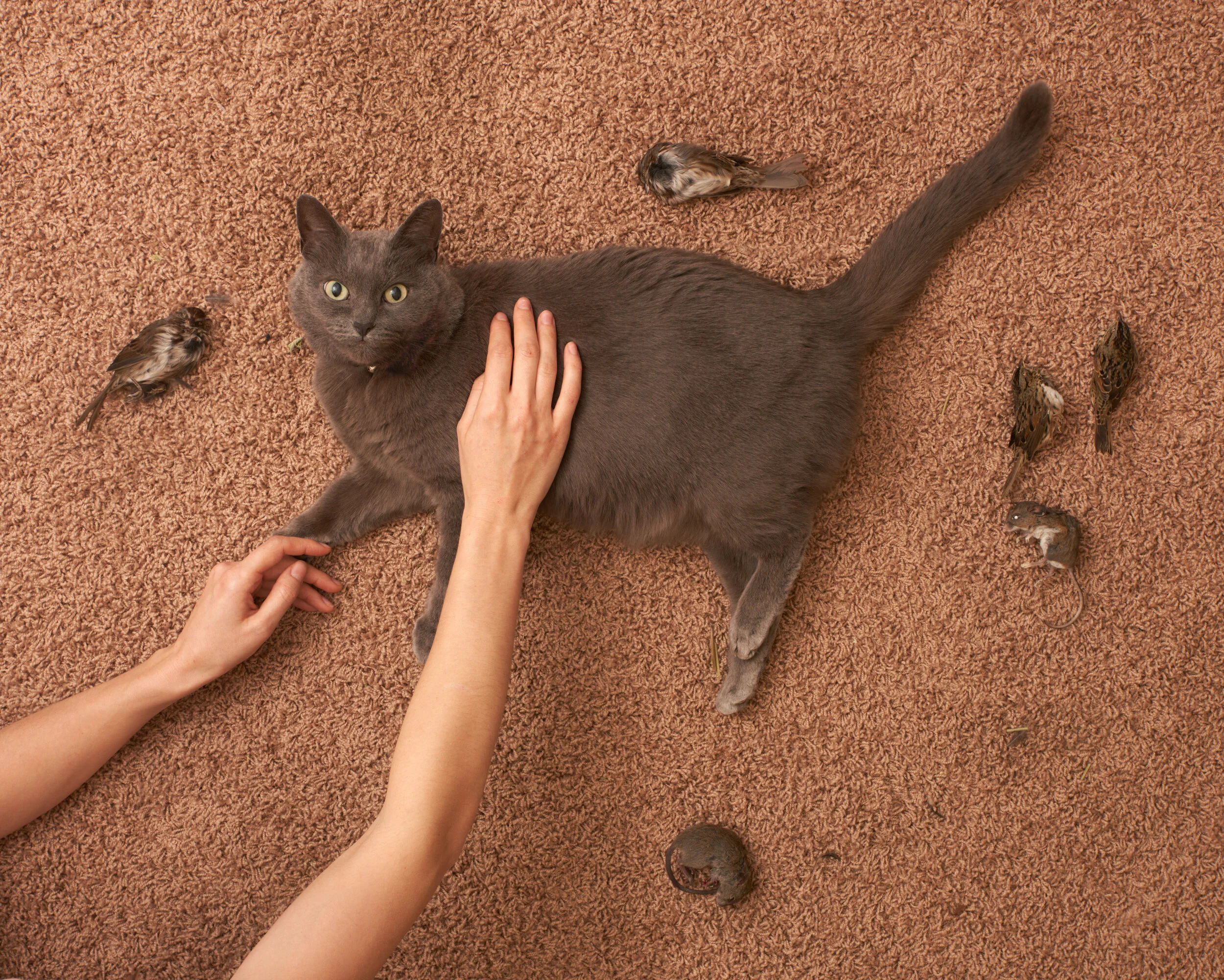 Sage Szkabarnicki-Stuart, Felis catus, 2020Miss Mew used to be a feral cat until she was adopted in 2017. She still enjoys being a prolific outdoor hunter, killing and offering everything from rabbits to songbirds as gifts for her owners. Cats (Feli…