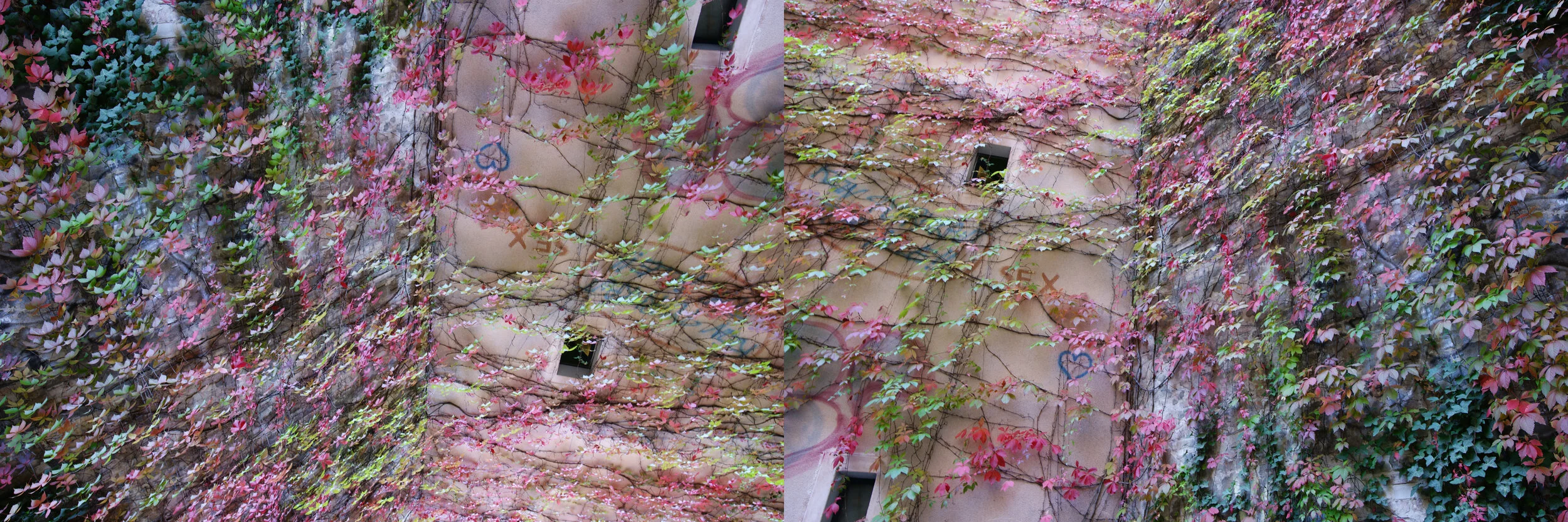 House of Leaves: Mitte 5, 2019, Chomira print on Aluminum Composite Panel, 52” x 20”, edition 2 of 4