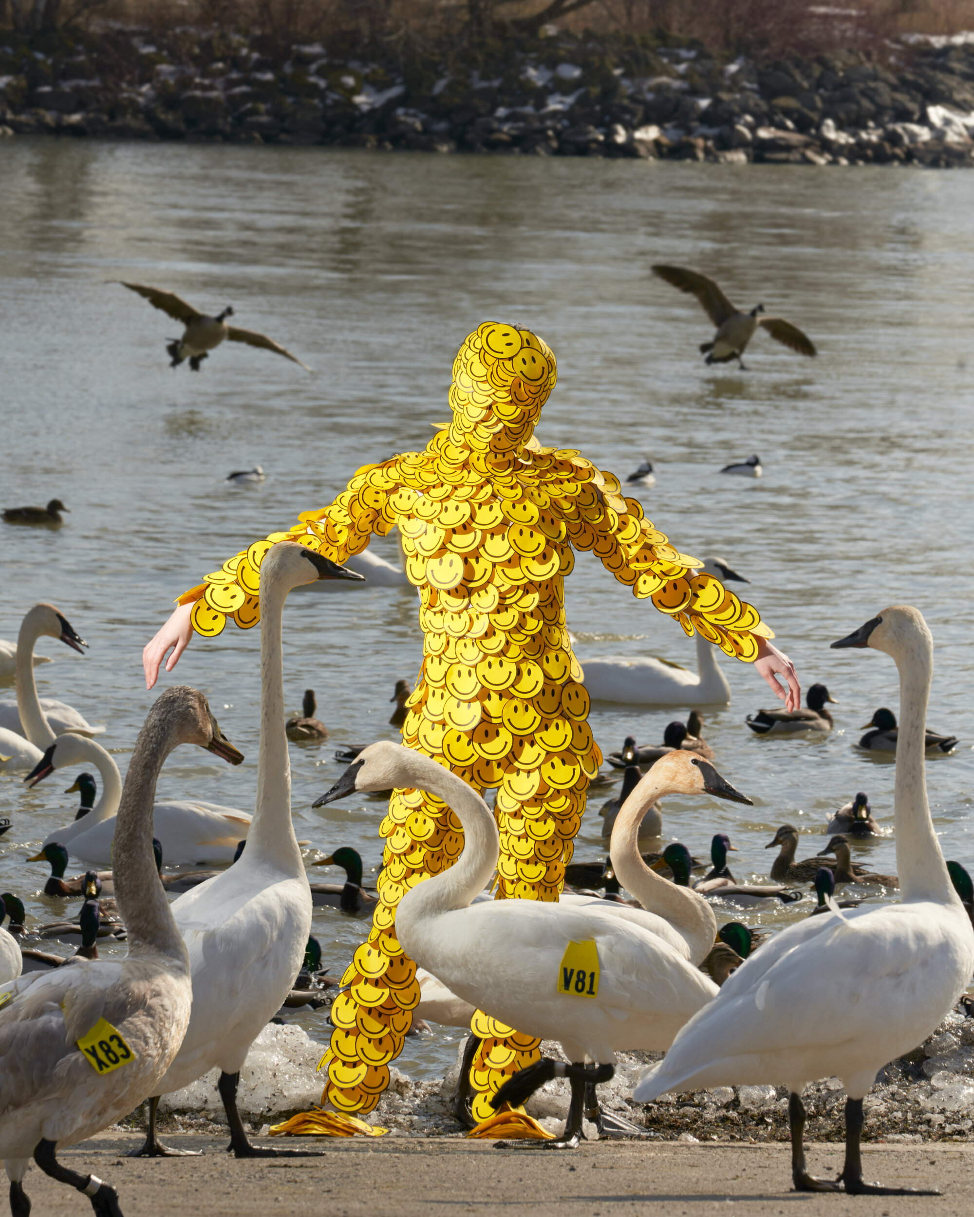 Sage Szkabarnicki-Stuart, Cygnus buccinator (tagged), 2020A Toronto boat ramp and parking lot is also a popular winter destination for the largest swans in the world. Trumpeter Swans (Cygnus buccinator) were once thought to be critically endangered …