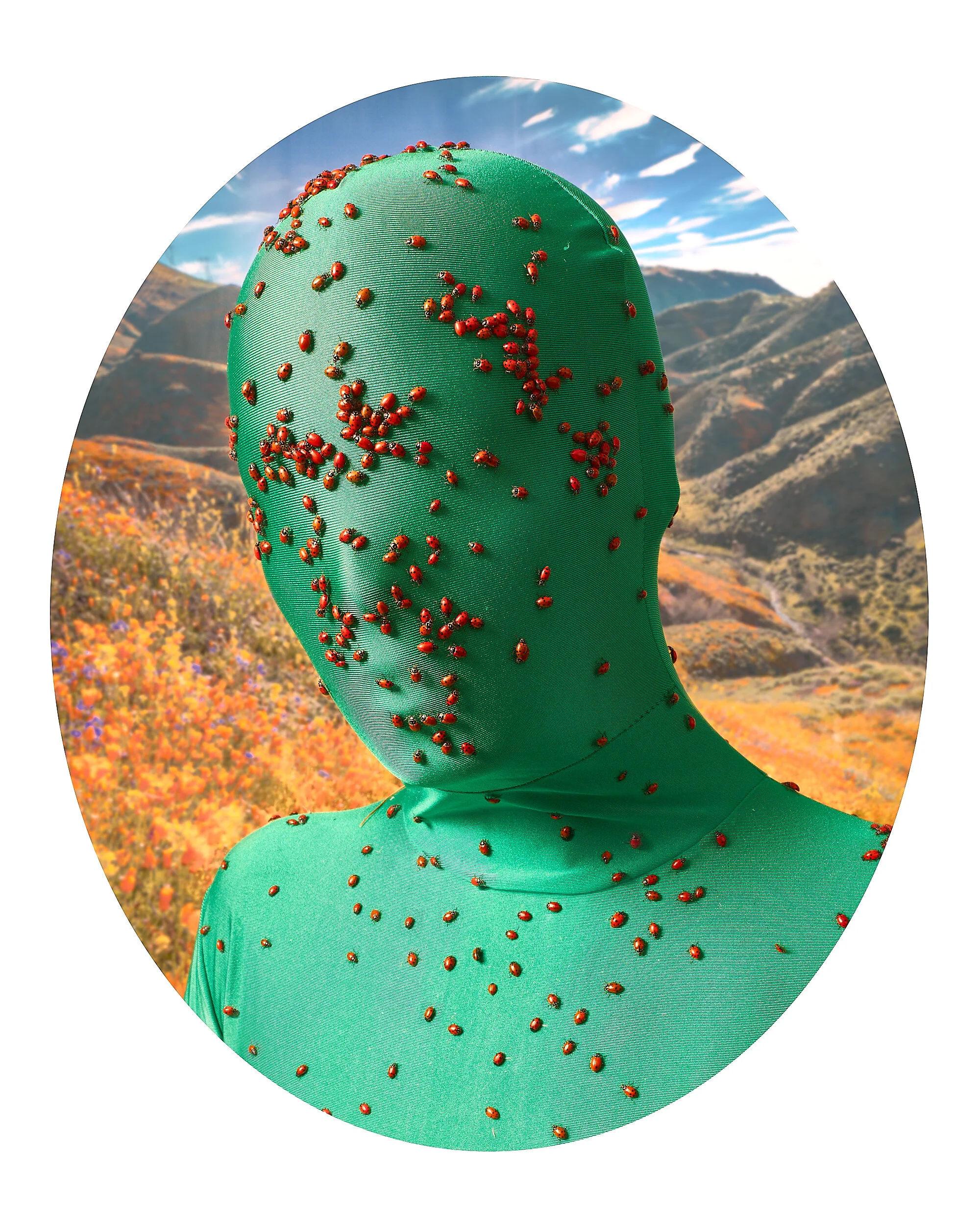 Sage Szkabarnicki-Stuart, Hypodamia convergens, 2020Sometimes a species that is introduced to help the environment ends up hurting it. North America has over 450 native species of ladybug, all of which are being out-competed by the Asian Lady Beetle…