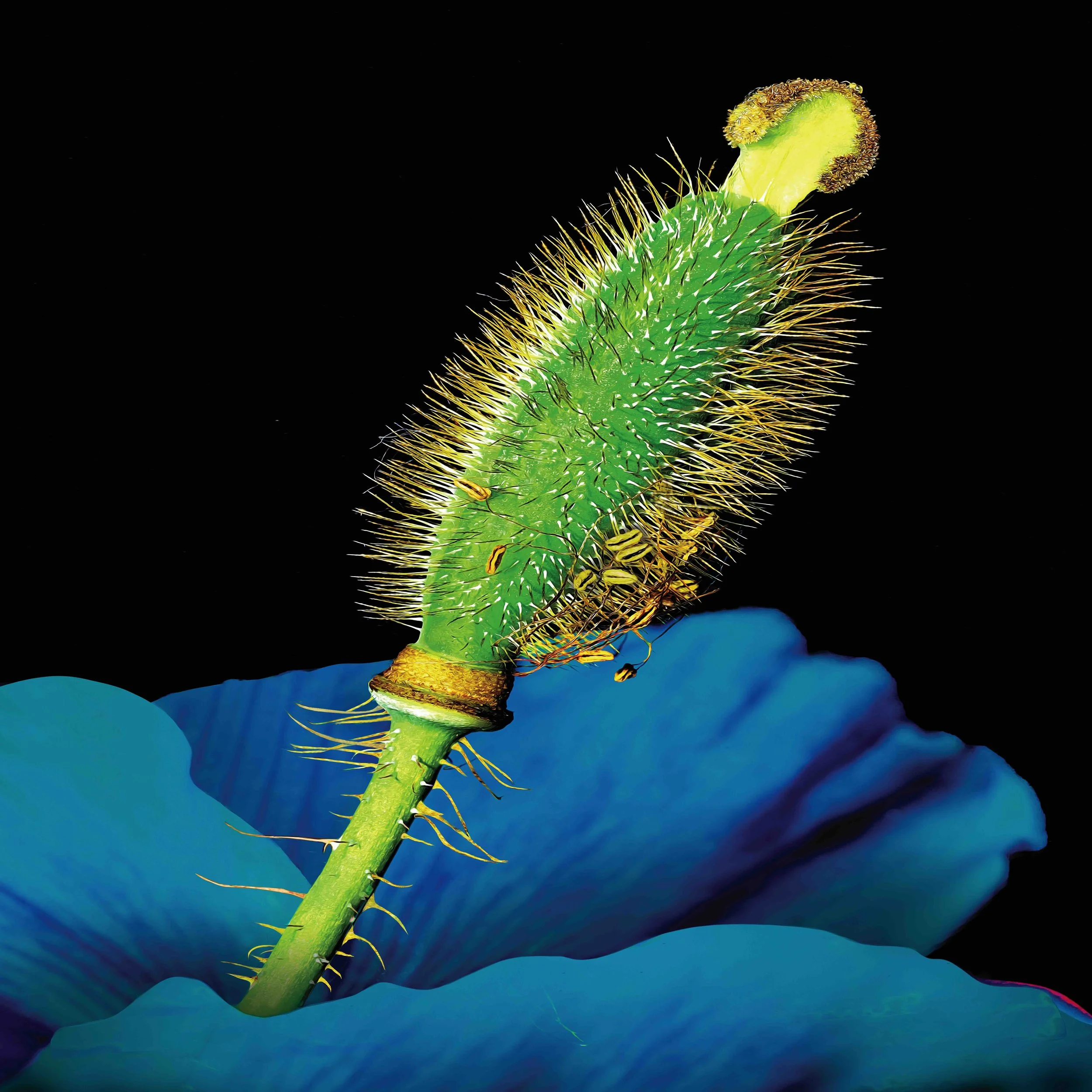 Blue Poppy Seeds and Open Pod, 2025, Archival Pigment Print, Limited Edition