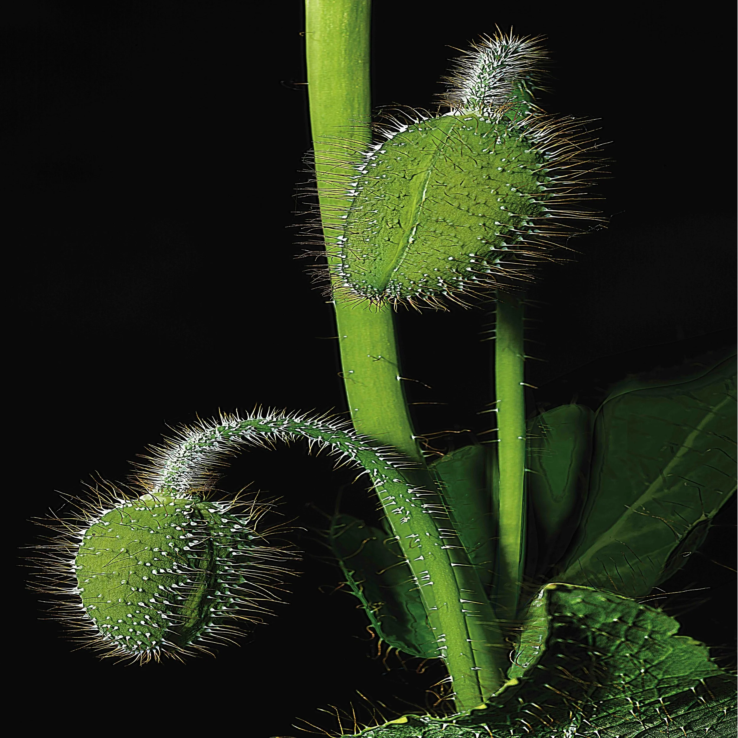 Blue Poppy Seed Pods Forming, 2025, Archival Pigment Print, Limited Edition