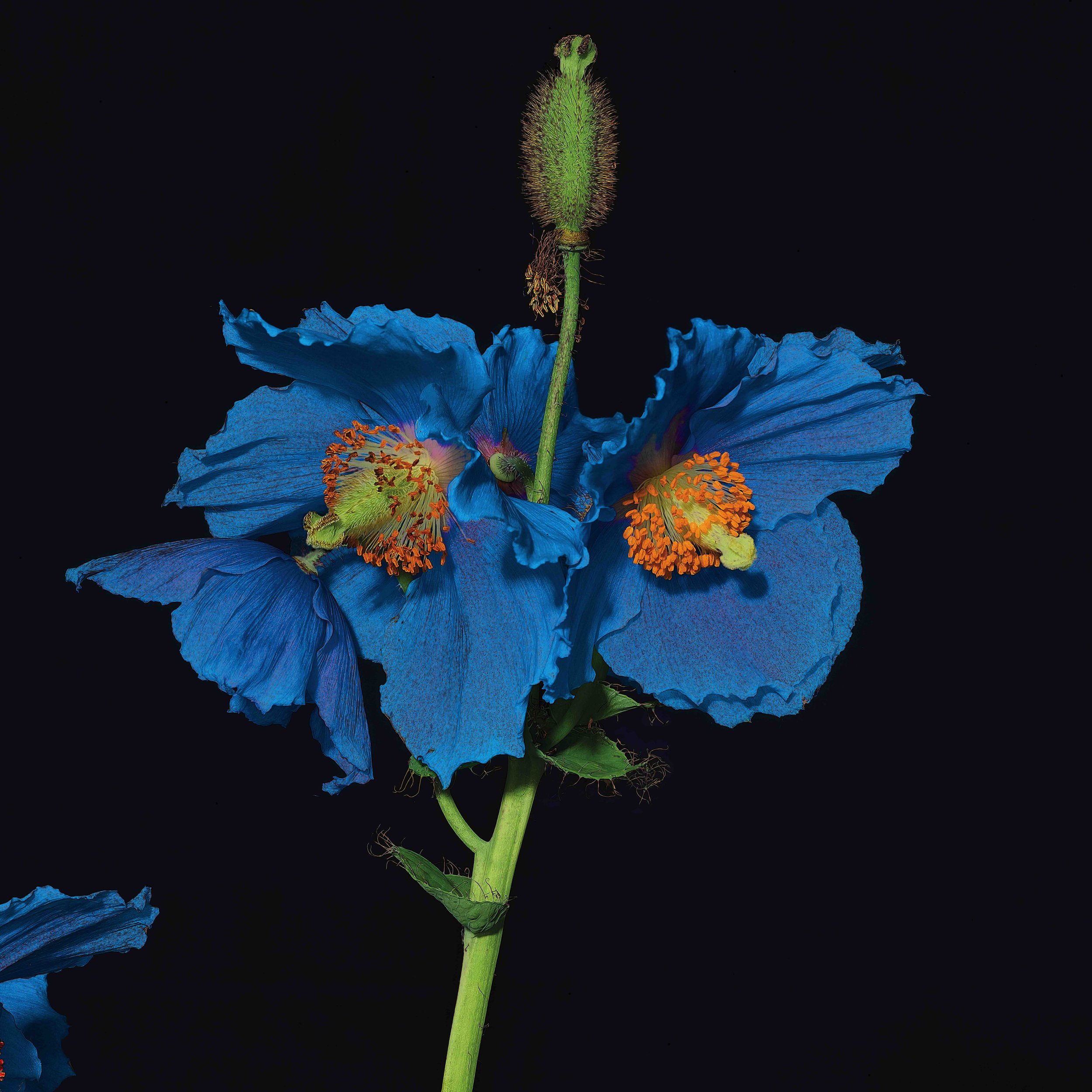 Four Blue Poppy Flowers on One Stem, 2025, Archival Pigment Print, Limited Edition