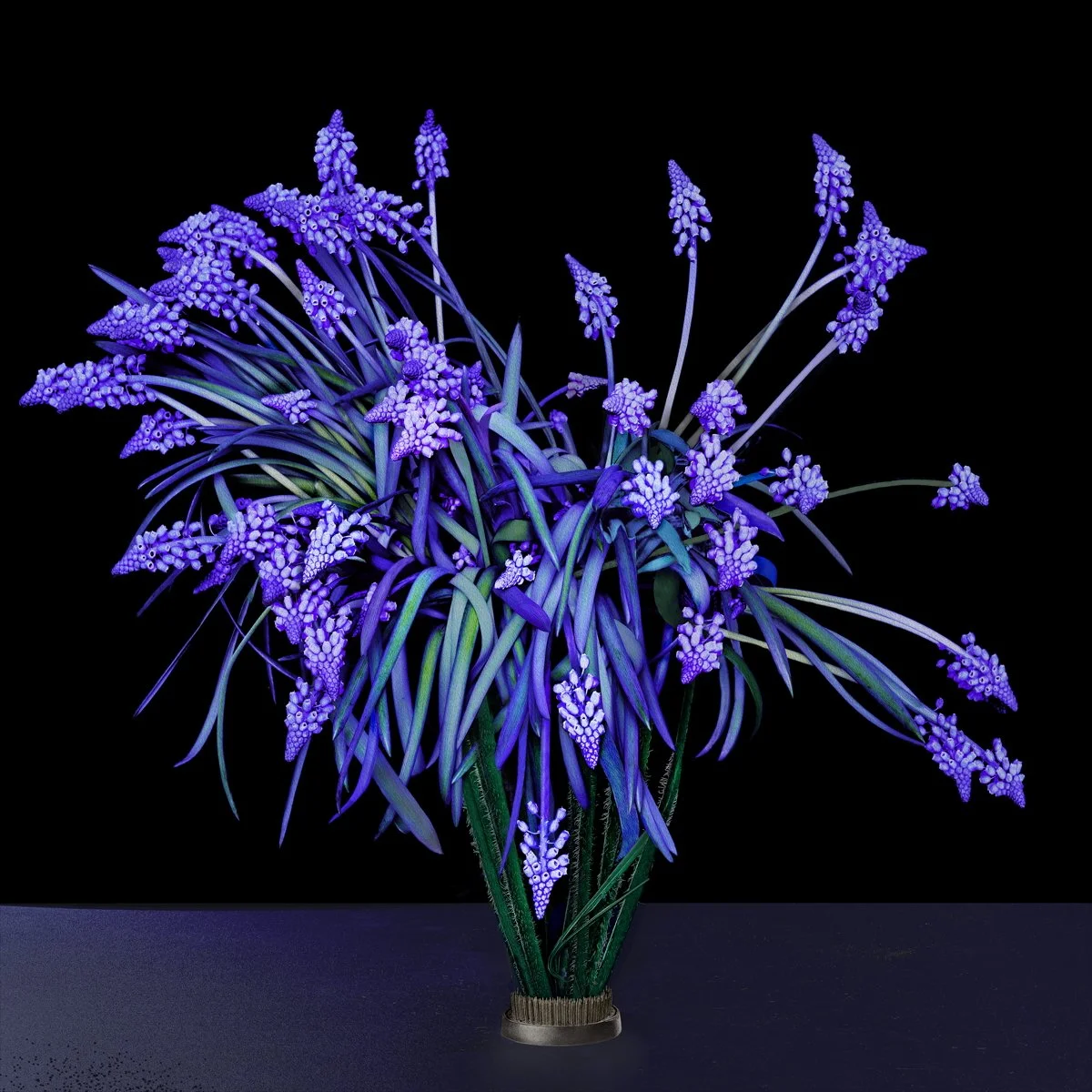 Grape Hyacinth, 2025