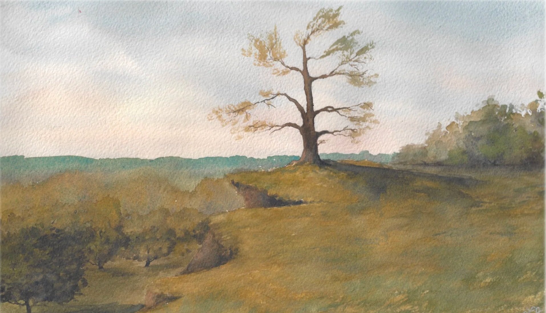 Tree_On_A_Hill_Feathered_ (1).jpg