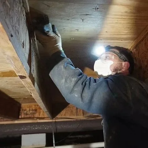 Mold Inspection