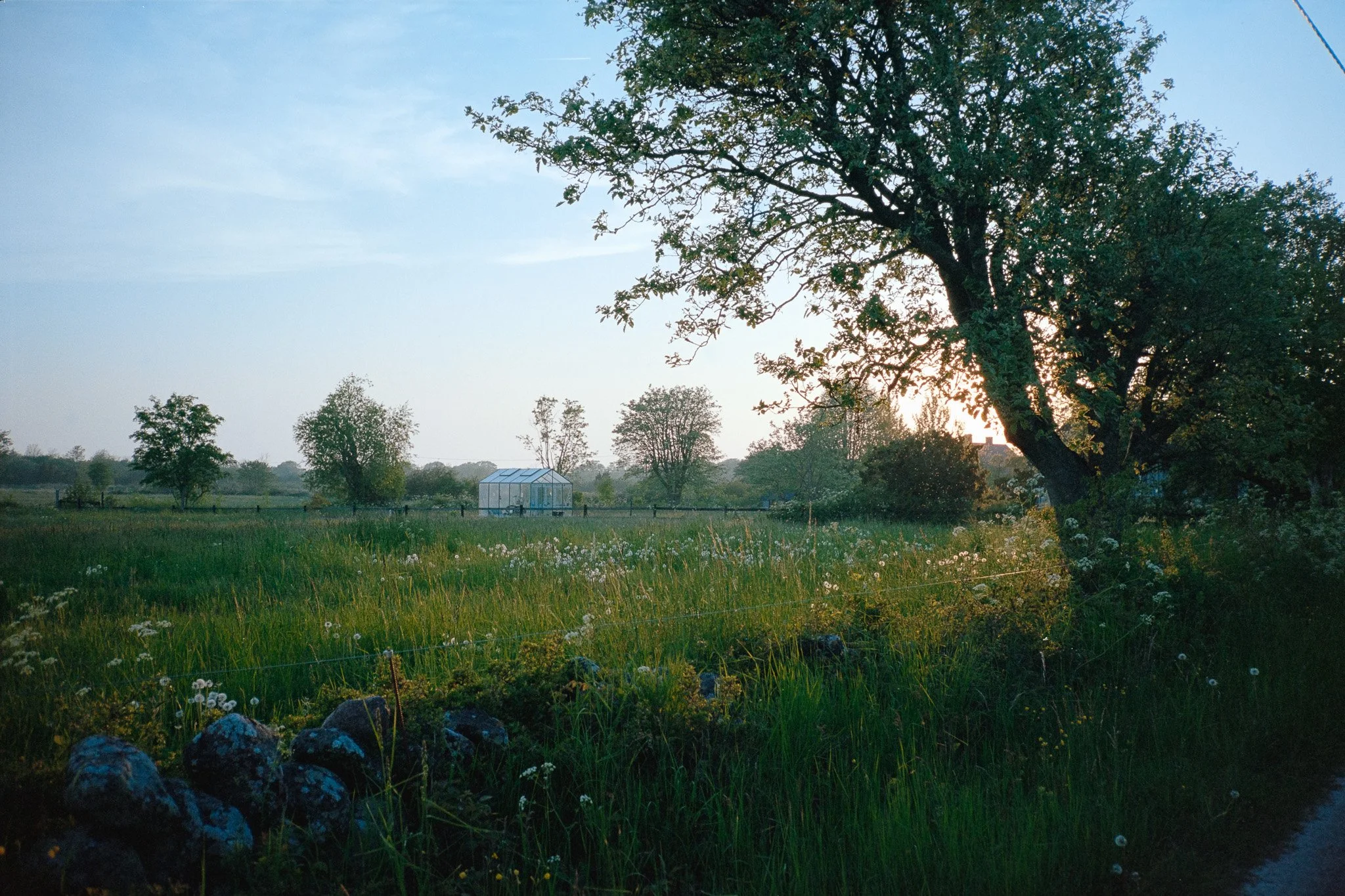 A rural landscape with a large tree on the right, a grassy field with wildflowers, a greenhouse in the distance, and trees under a partly cloudy sky at sunset.